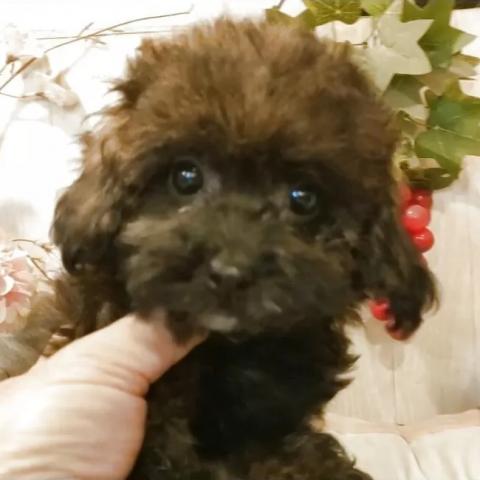 ティーカッププードル