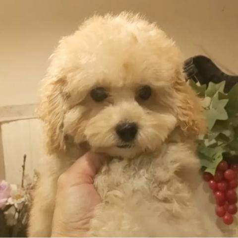 タイニープードル