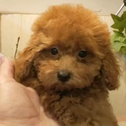 ティーカッププードル