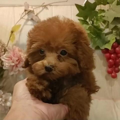 ティーカッププードル