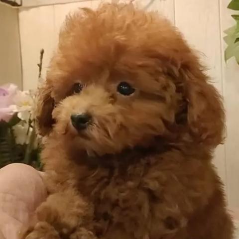 ティーカッププードル