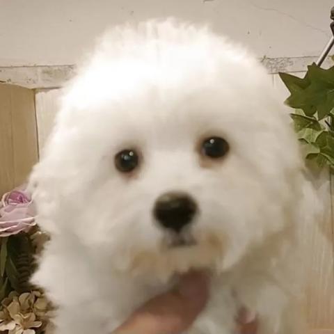 ビションフリーゼ