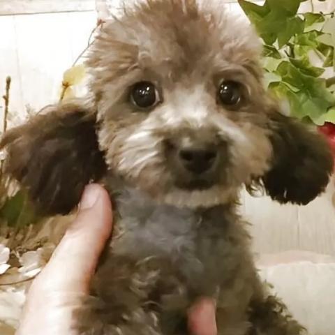 ティーカッププードル