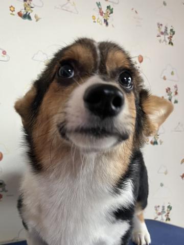 ウェルシュコーギーペンブローク