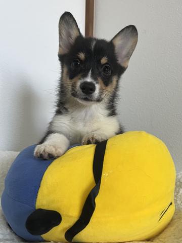 ウェルシュコーギーペンブロークトライカラー（ブラックヘッド）