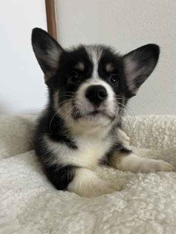 ウェルシュコーギーペンブロークトライカラー（ブラックヘッド）