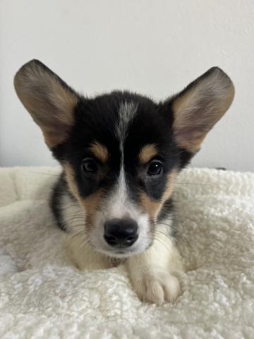 ウェルシュコーギーペンブロークトライカラー（ブラックヘッド）