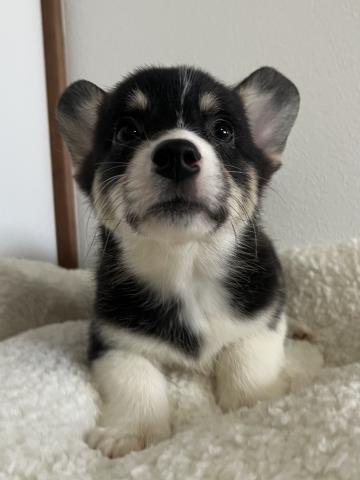 ウェルシュコーギーペンブロークトライカラー（ブラックヘッド）