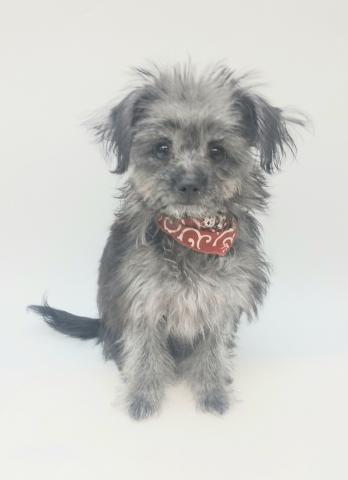 MIX犬（チワワ×ミニチュアダックスフンド）