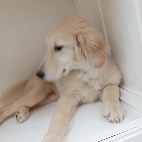 ゴールデンレトリーバー