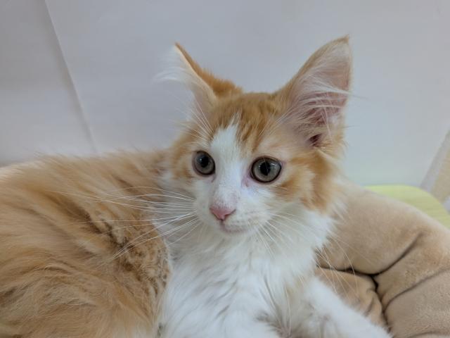 ノルウェージャンフォレストキャット