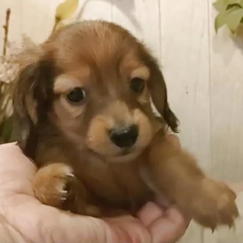 ミニチュアダックスフンド(ロング)