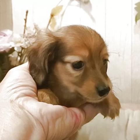 ミニチュアダックスフンド(ロング)