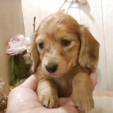 ミニチュアダックスフンド(ロング)