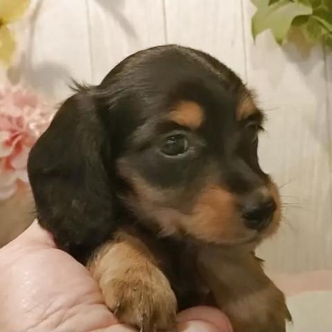 ミニチュアダックスフンド(ロング)