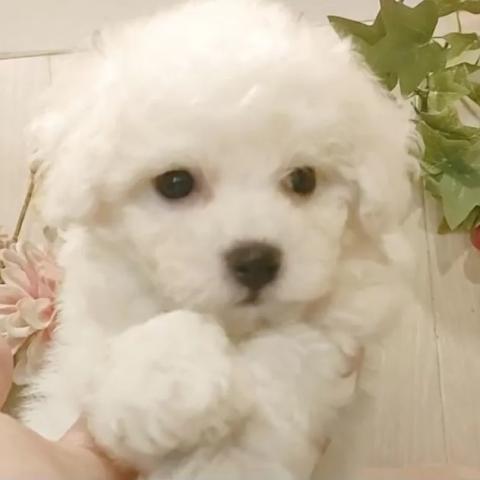 ビションフリーゼ