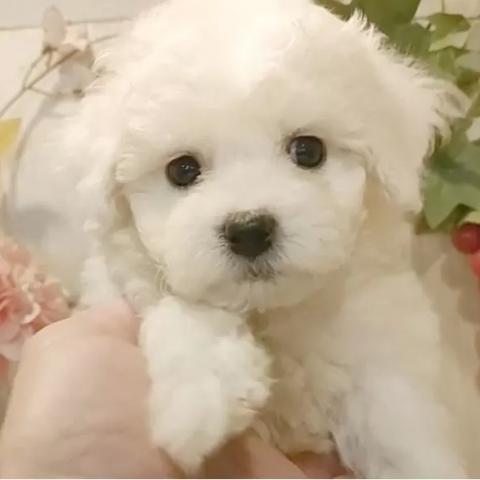 ビションフリーゼ