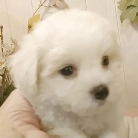 ビションフリーゼ