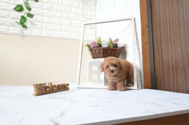 トイプードル5826