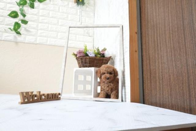 トイプードル5827