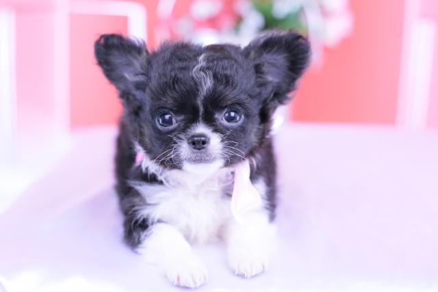 チワワ(ロングコート)