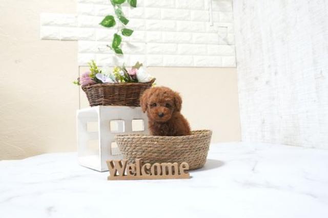 トイプードル5828