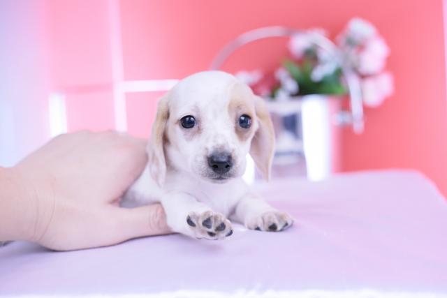 ミニチュアダックスフンド　スムース