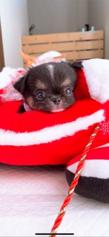 チワワ（ロングコート）