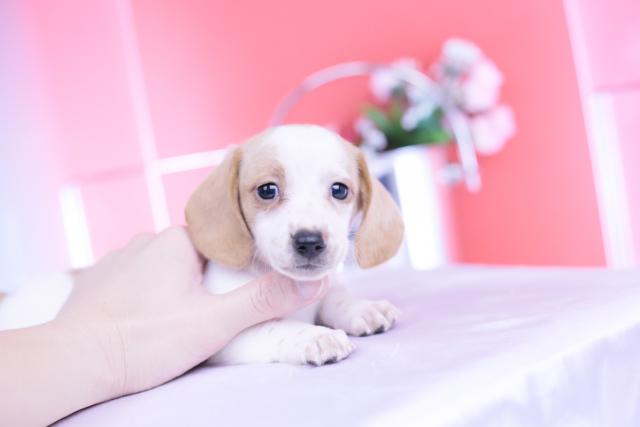 ミニチュアダックスフンド　スムース