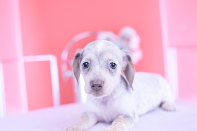 ミニチュアダックスフンド　スムース