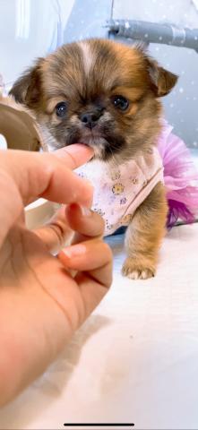 チワワ（ロングコート）