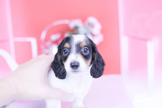 ミニチュアダックスフンド　ロング