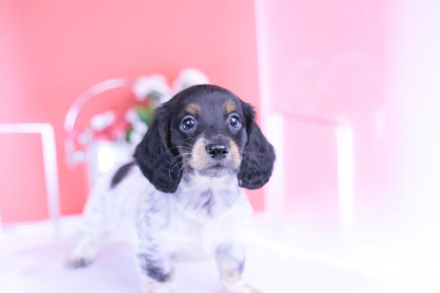 ミニチュアダックスフンド　ロング