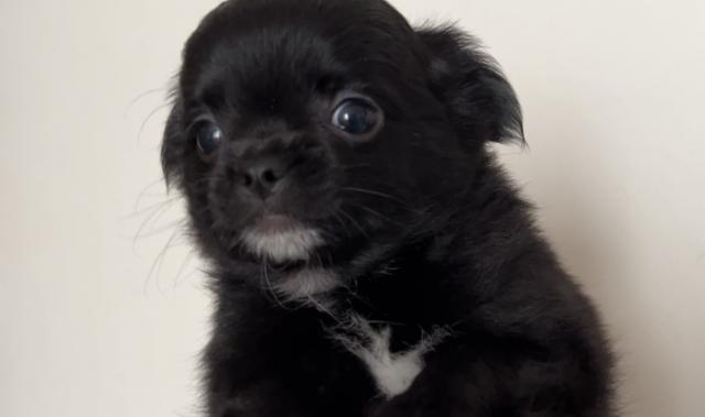 チワワ（ロングコート）