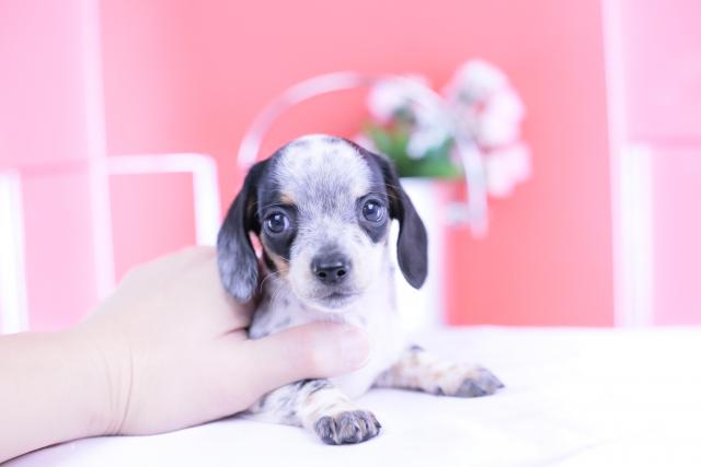 ミニチュアダックスフンド　スムース