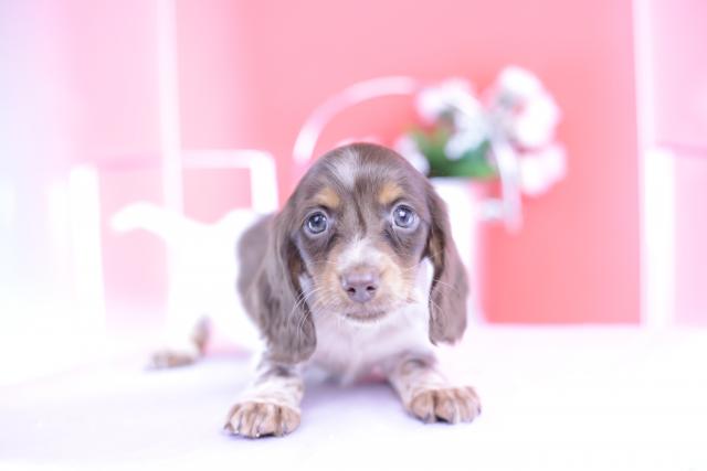 カニヘンダックスフンド　ロング