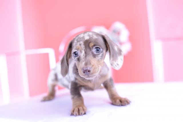 カニヘンダックスフンド　スムース