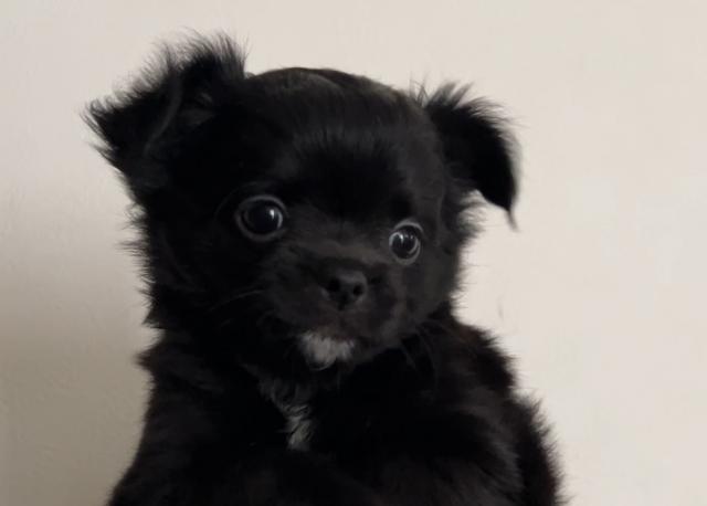 チワワ（ロングコート）