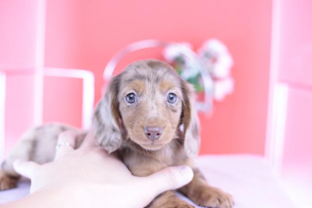 カニヘンダックスフンド　ロング