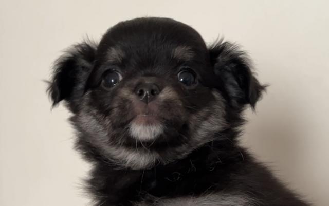 チワワ（ロングコート）