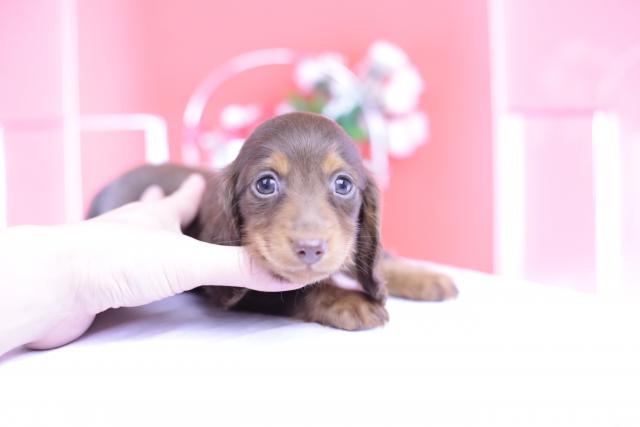 カニヘンダックスフンド　ロング