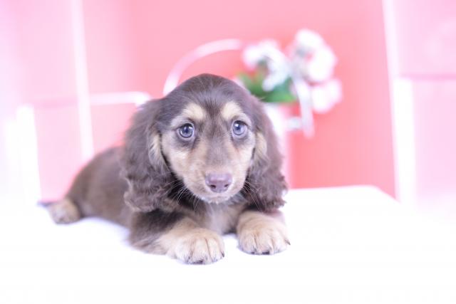 カニヘンダックスフンド　ロング