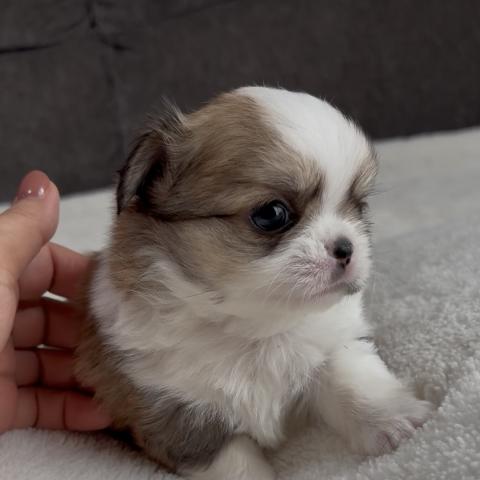 チワワ(ロングコート)