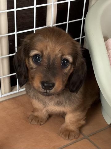 カニンヘンダックスフンド