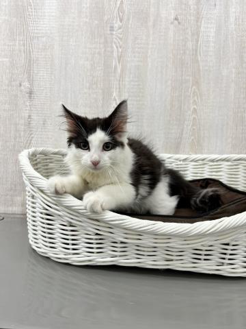 ノルウェージャンフォレストキャット