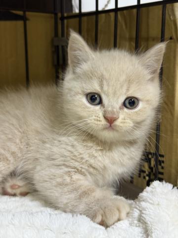 ブリティッシュショートヘア