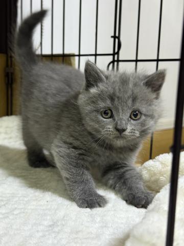 ブリティッシュショートヘア