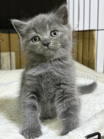 ブリティッシュショートヘア