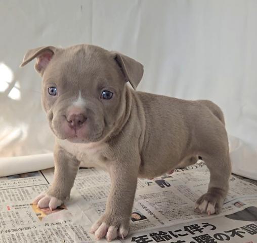 アメリカンブリー