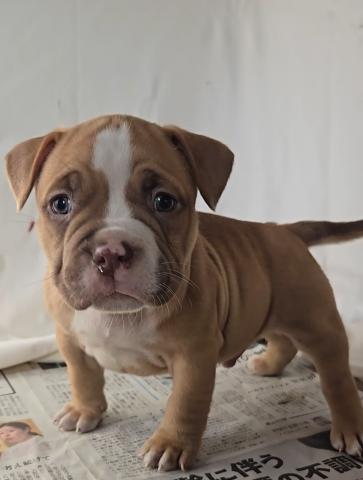 アメリカンブリー